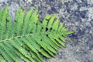 Program Consultation & Assistance - Fern