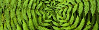 Fern Background