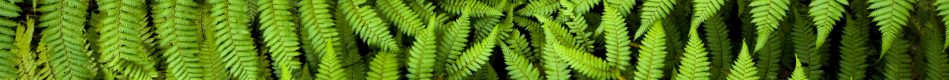 Fern Background
