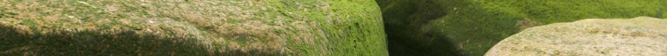 CONTACT - Green Mossy Stone