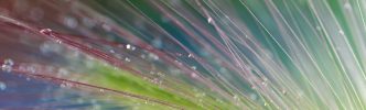a Clinical Social Worker and LCSW? - Cariboo Grass