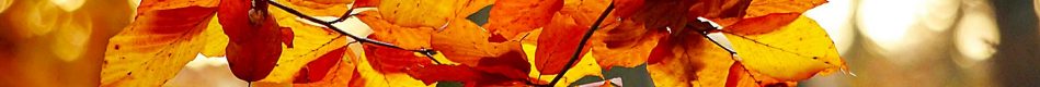 foliage-578662_1920