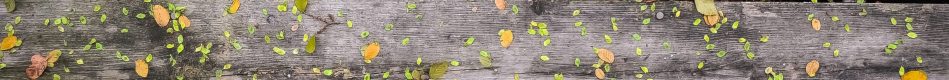 wood and leaves